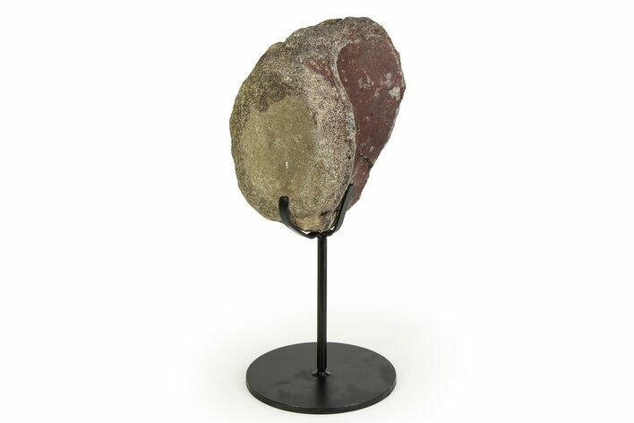 Fossil Ornithischian Dinosaur Vertebra with Metal Stand - Colorado #354327
